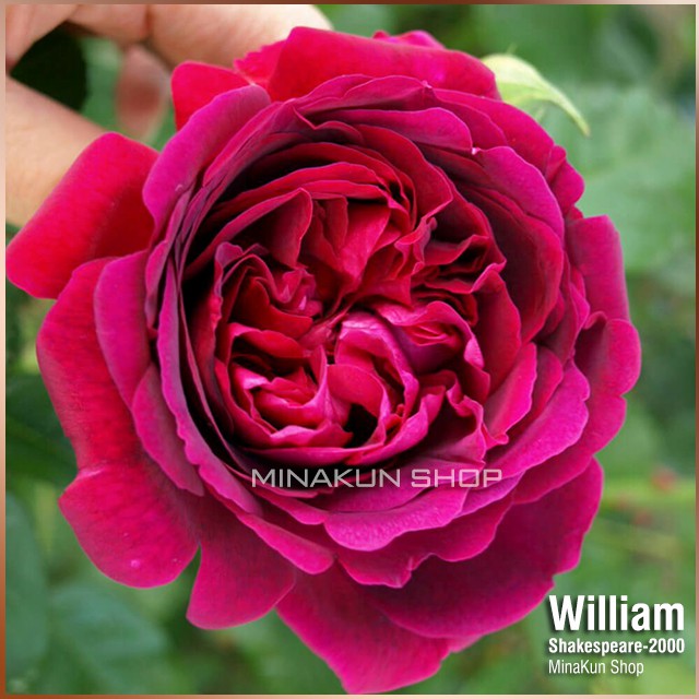 W2000 Rose - Hoa hồng ngoại William-Shakespeare-2000 MinaKun Shop