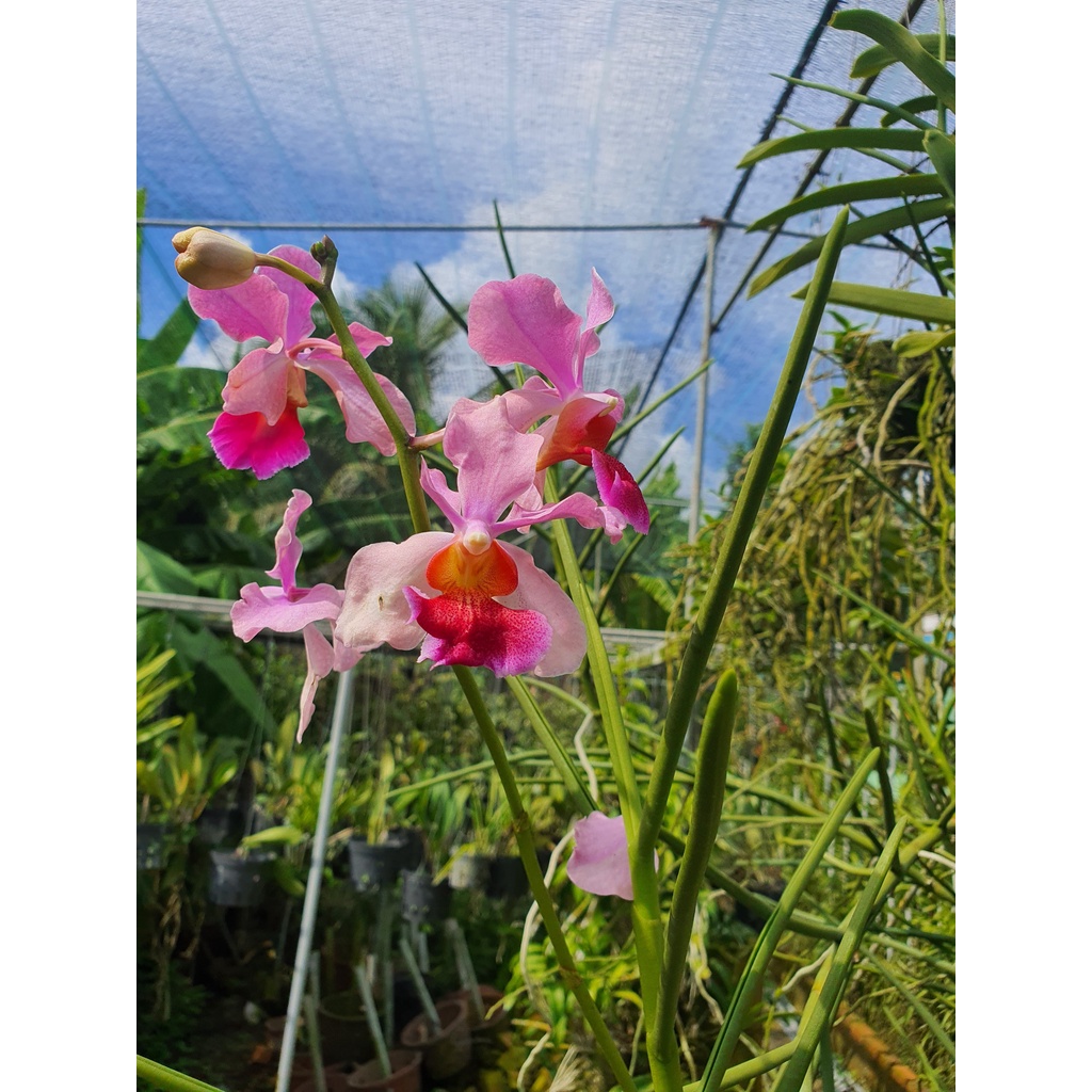 Lan Vanda Lá Kim nhiều màu