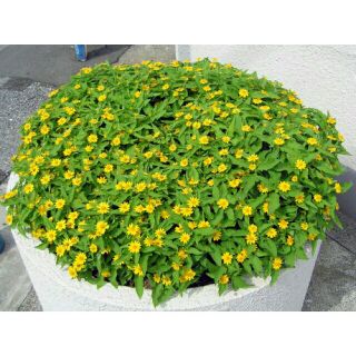 Hạt giống cúc Mặt Trời 50 hạt