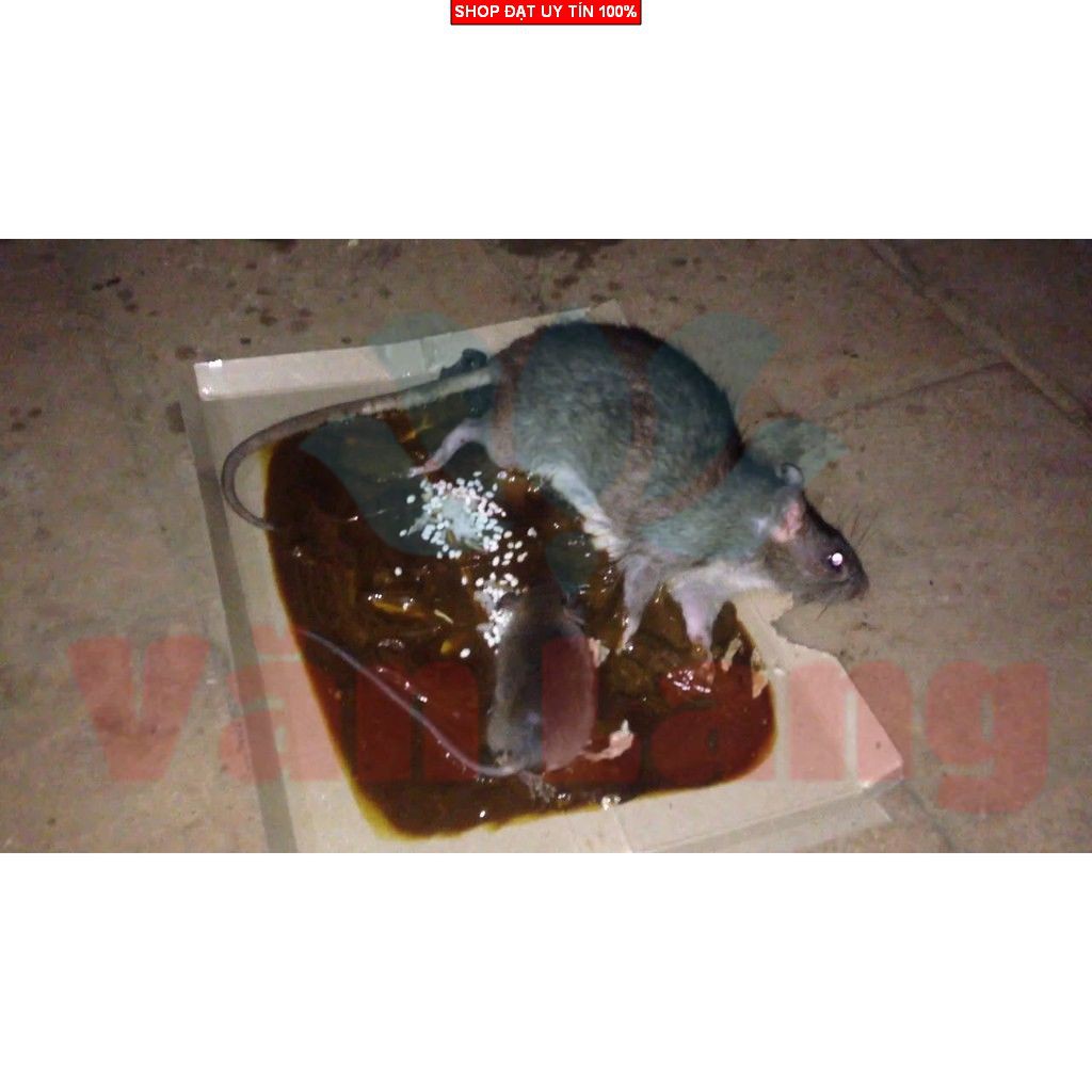 Keo dính chuột siêu dính, lớp keo dày