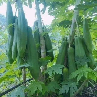 Hạt giống đu đủ lùn punket Thái Lan