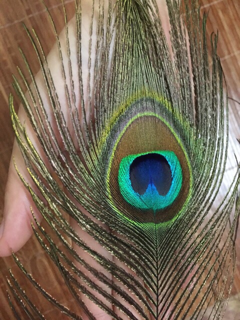 Lông công 100cm phong thủy loại to đẹp mắt đại | BigBuy360 - bigbuy360.vn