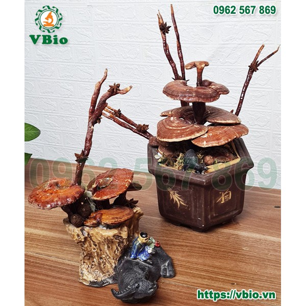 Chậu nấm linh chi Bonsai hình con trâu - Bonsai nấm linh chi thảo mộc cao cấp