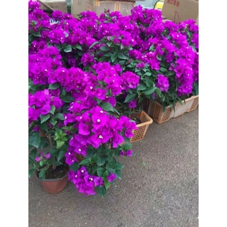 Hoa giấy tím đậm. rẻ và đẹp