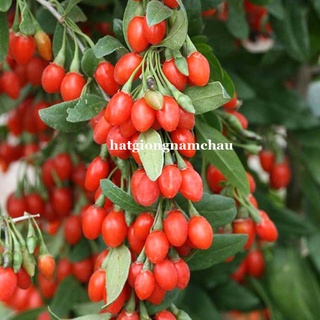 10h - hạt giống câu kỷ tử