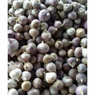 Combo 2kg tỏi cô đơn