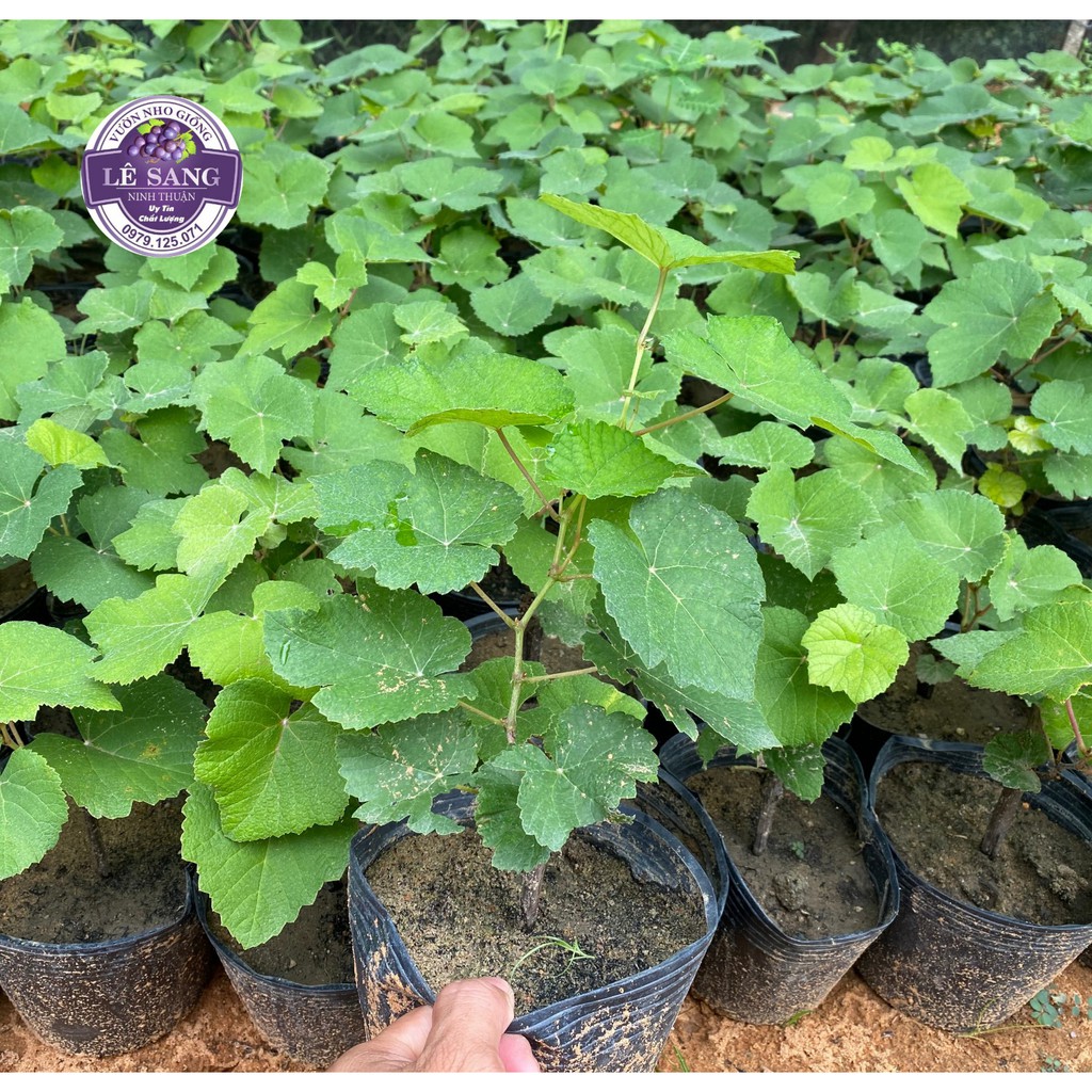 Cây Giống Nho Alden.