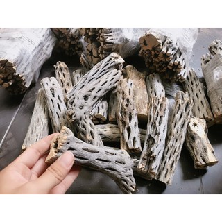Lũa Cholla Trang Trí Bể Cá