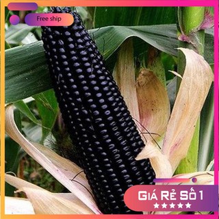 Hạt giống ngô tím F1 - 10gr LUCKY.VN