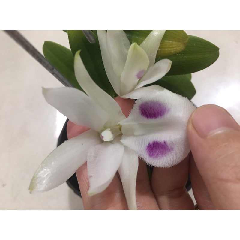 Lan đột biến Var 5 cánh trắng chưa tên, mua về tự đặt lại tên