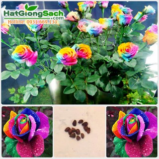 Hạt giống hoa hồng 7 màu, hoa có mùi thơm, nhiều màu đẹp, gói 15 hạt