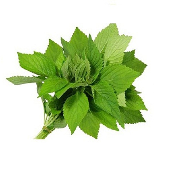 ( HOT ) Hạt Giống Lá Cây Rau Kinh Giới 10gr