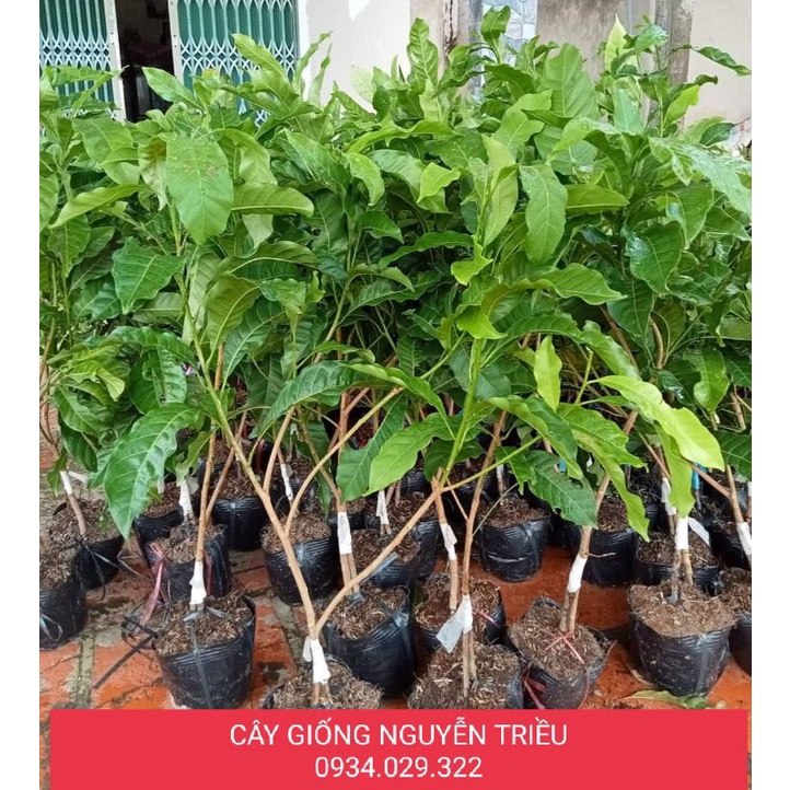 CÂY GIỐNG VÚ SỮA HOÀNG KIM CHUI CÀNH , CHUẨN F1 , CÂY CỨNG, KHOẺ