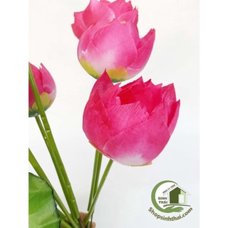 Hoa sen giả - Bụi sen lá cuốn lớn