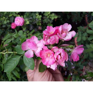 Chậu giống hồng leo chùm Angerla