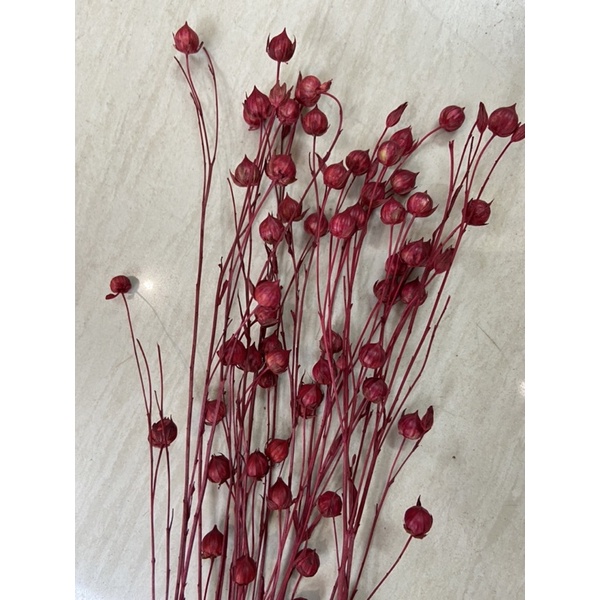 Hoa cỏ khô Flax trang trí, decor nhà cửa