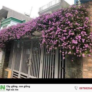 Cây ngũ sắc tím rủ