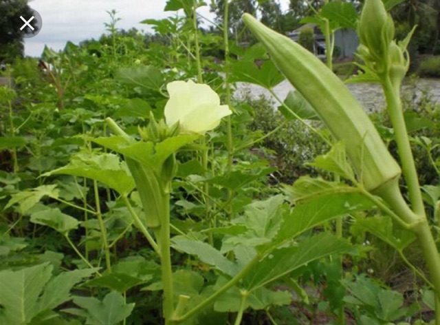 Hạt giống Đậu bắp