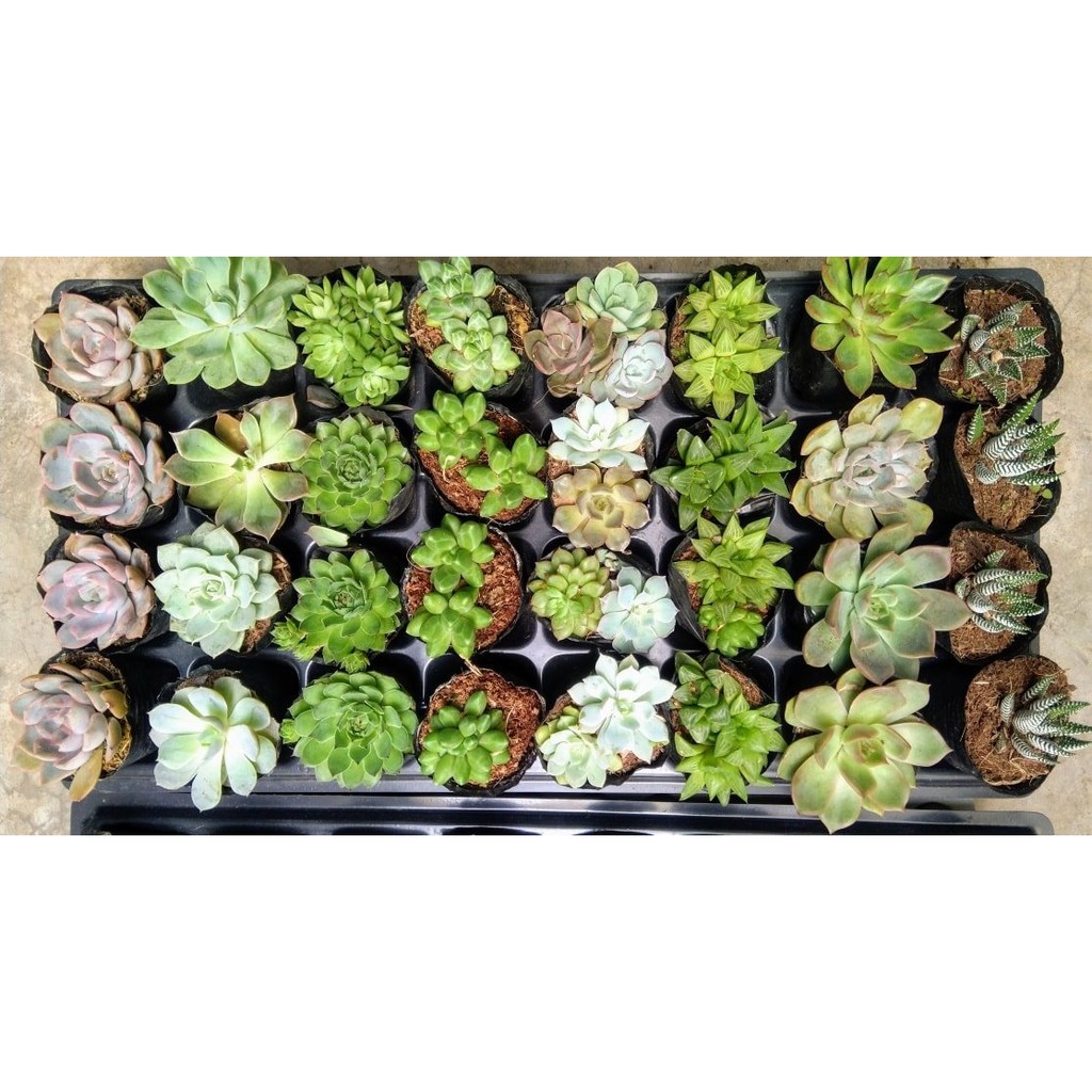 Combo 5 cây sen đá 5-8cm ngẫu nhiên + Gói 500g đất trồng🌵FREESHIP🔥Đã thuần khí nóng🌟  Bao đẹp