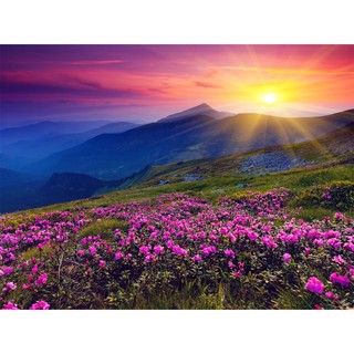 Tranh sơn dầu số hóa tự tô màu theo số có khung - [461] CÁNH ĐỒNG HOA (40^50cm)