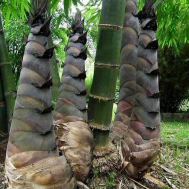 Cây giống mang bắt độ