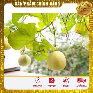 Hạt Giống Dưa Lê Siêu Ngọt(01g)
