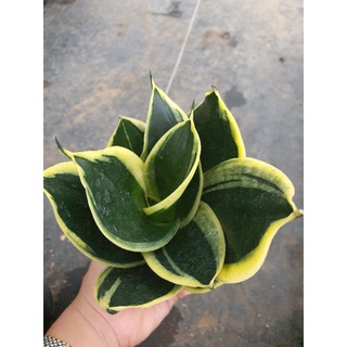 Lưỡi Hổ Thái Xanh Mini💖Lưỡi Hổ Búp Sen Xanh Viền Vàng💖Cây Lưỡi Mèo Dễ Trồng Siêu Đẹp