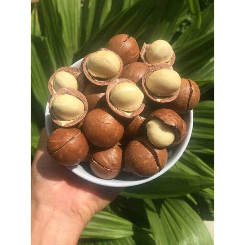 Hạt Macca ĐăkLăk [size đại loại 1] Sạch, Chất Lượng [1/2kg] tặng kèm dụng cụ tách hạt | BigBuy360 - bigbuy360.vn