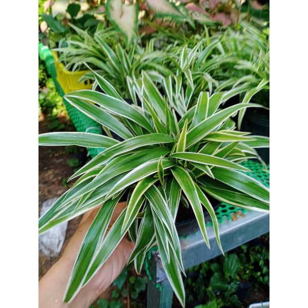 Cỏ lan chi, cây lan chi (chlorophytum bichetii) bụi xum xuê lọc không khí tốt