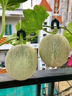 Hạt giống dưa lưới vàng