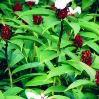 2 cây giống các lồi