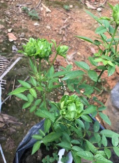 Cây hồng xanh(hồng Nhật)