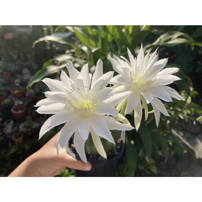 Xương rồng Echino hoa trắng 5cm