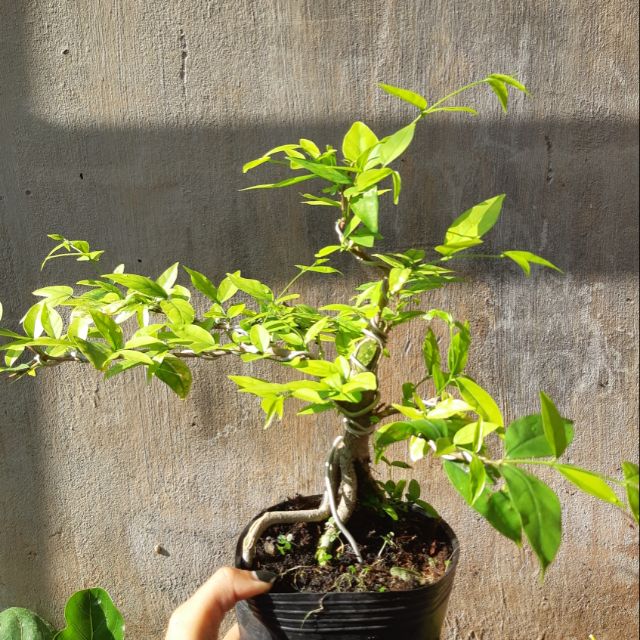 Mai chiếu thủy bonsai lá lớn GỐC GIÀ
