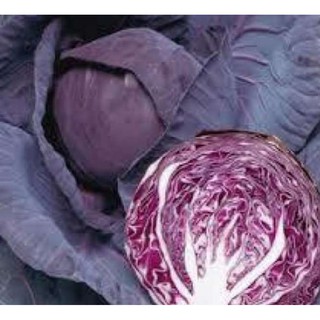 0,5g -Hạt giống Bắp cải đỏ