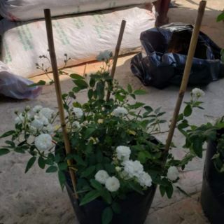Hồng Bạch Trà,(tặng kèm phân bón)