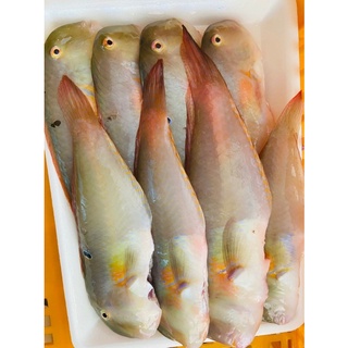 CÁ MÓ LÀM SẠCH SIZE LỚN (14-16 con)