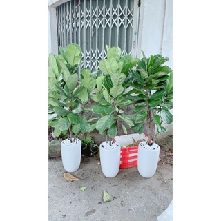 Chậu Bàng Singapore Hàng Lớn