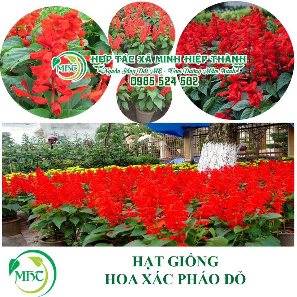 Hạt giống hoa xác pháo đỏ