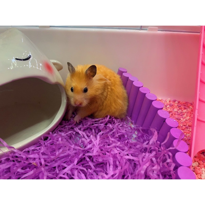 Giấy lót sợi giữ ấm cho hamster