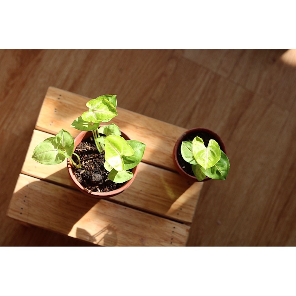 Chậu cây Syngonium Golden Illusion - Môn 'Golden Illusion'