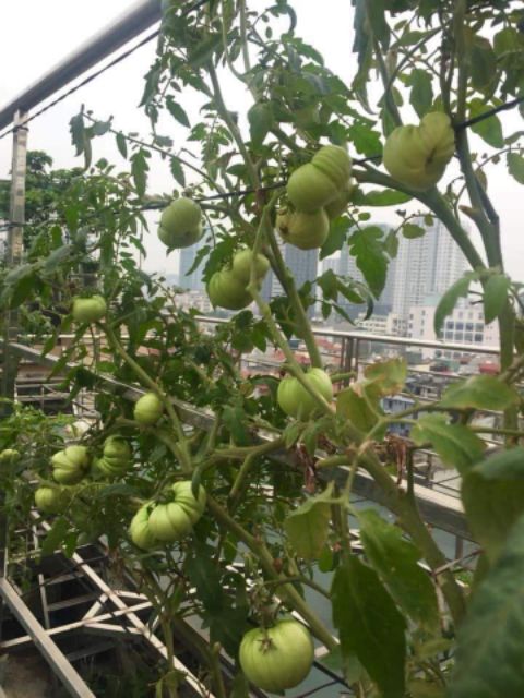 Hạt giống Cà Chua Múi Vàng F1