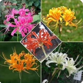 Hạt giống Hoa Bỉ Ngạn (giao củ y trên hình số 5)