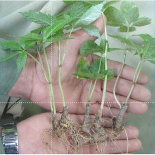 Hạt Giống Nhân Sâm Hàn Quốc (Gói 10 hạt)