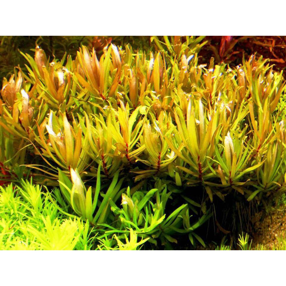 Cây thủy sinh Hoàng Hồng Thảo - lá cạn - 20 ngọn