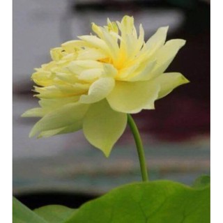  Hạt giống sen bạch diệp vàng ( gói 5 hạt )