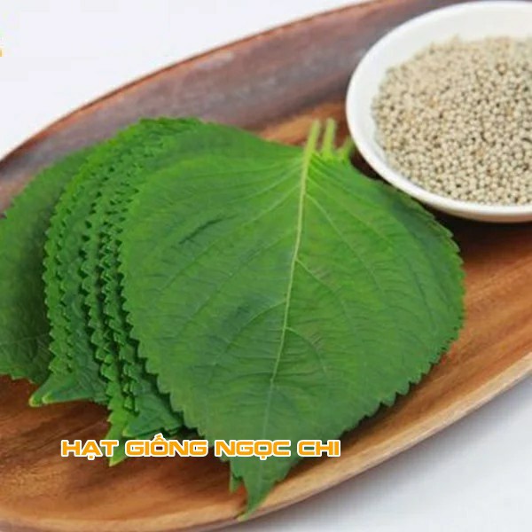 Hạt Giống Rau Thơm Mè (Lá Mè Vừng) Hàn Quốc