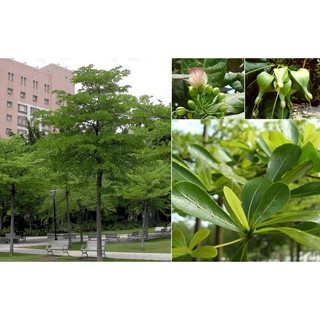 CÂY GIỐNG BÀNG ĐÀI LOAN, CAM KẾT CHUẨN GIỐNG F1