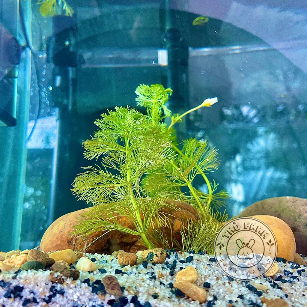 Tiểu Bảo Tháp cây thủy sinh trang trí bể thủy sinh cá cảnh