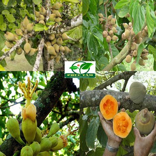 CÂY CHUPACHU GIỐNG
